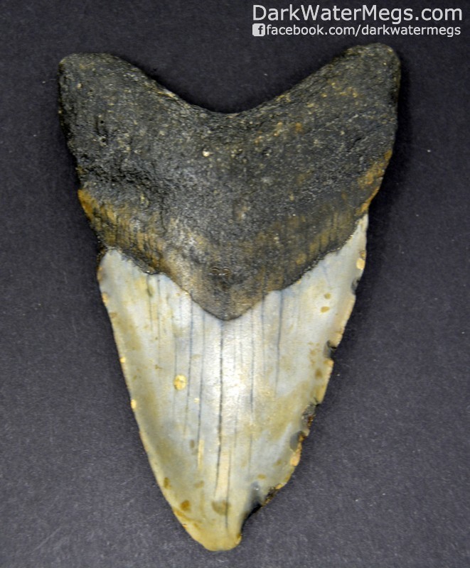 3.62" Skinny Megalodon Tooth