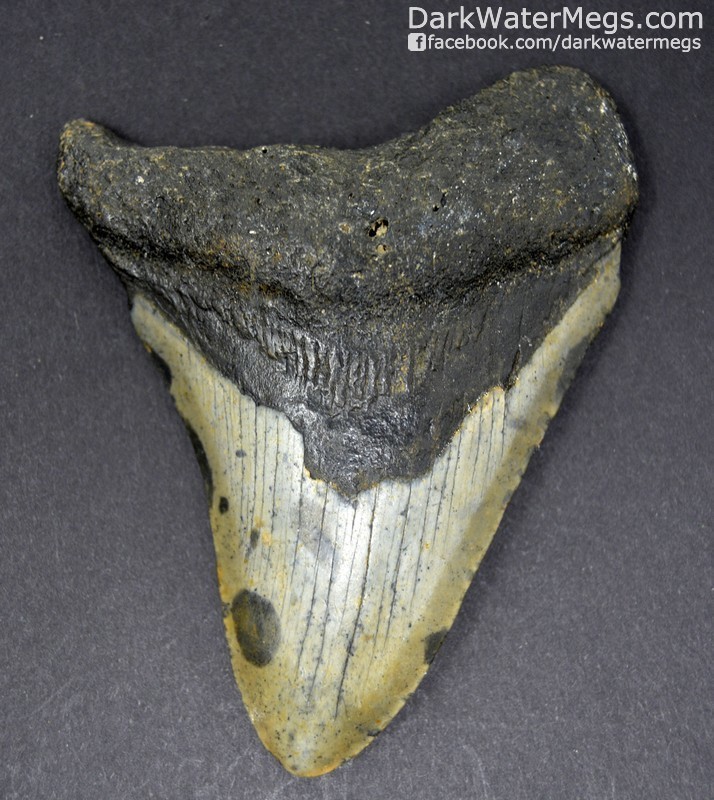3.50" Spotted megalodon tooth
