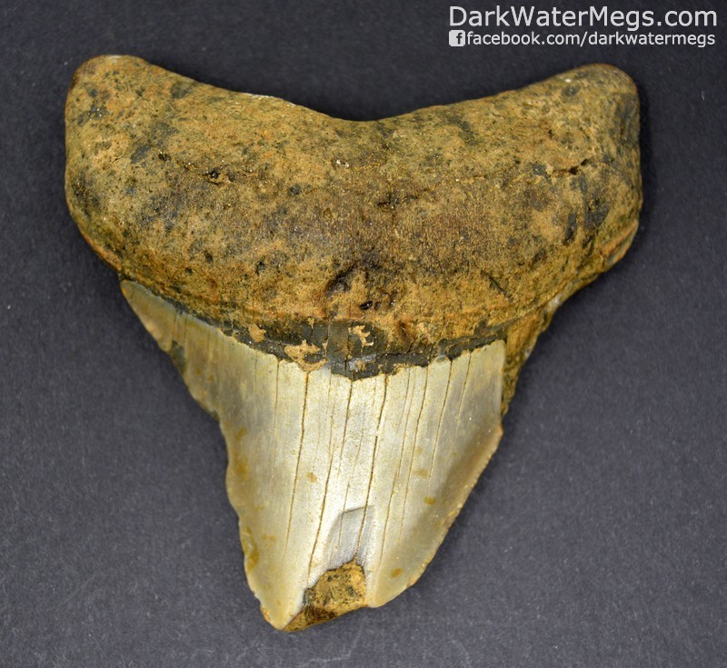 3.30" Tipped megalodon tooth