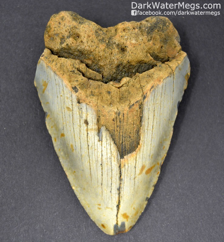 3.36" Light colored megalodon tooth