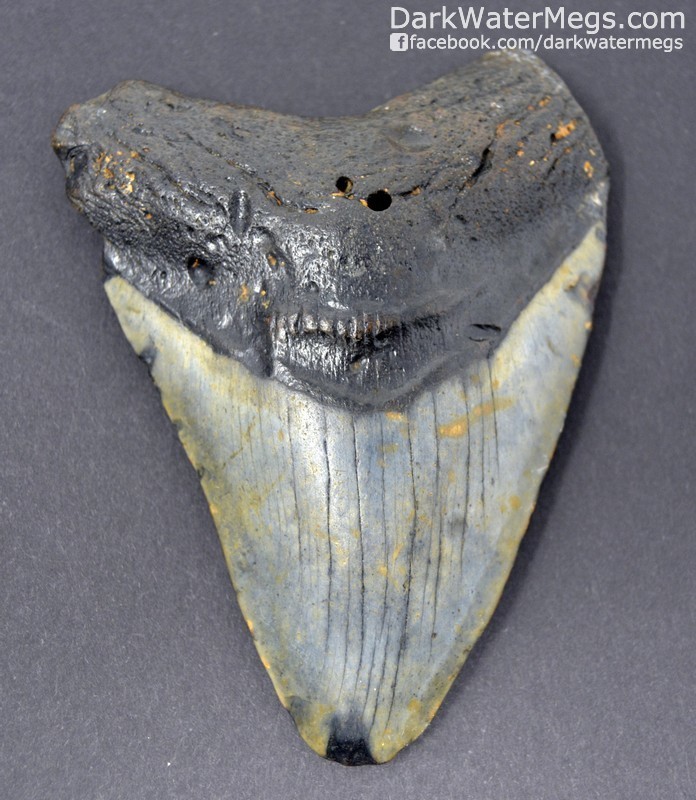 3.95&quot; Dark root megalodon tooth