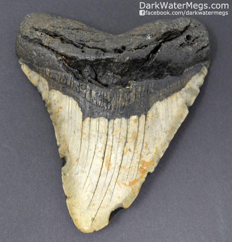 5.53" Curved megalodon tooth