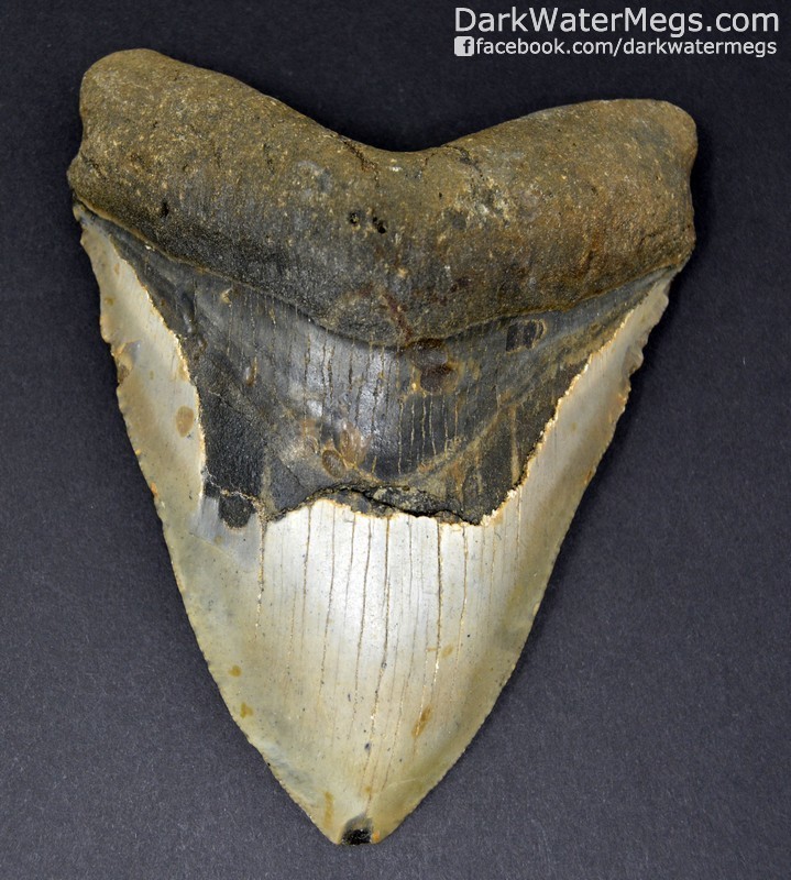 4.97" Wide megalodon tooth