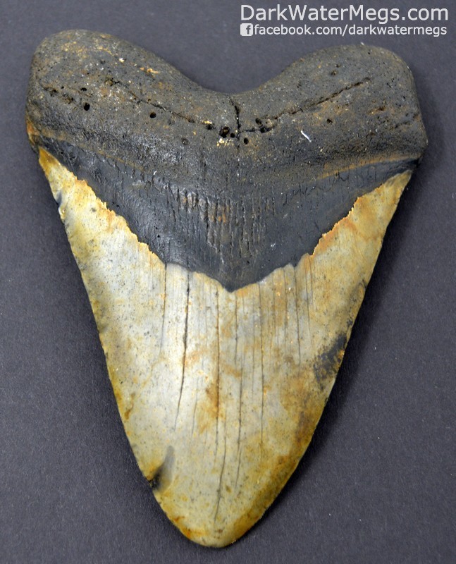 4.90" Rust colored megalodon tooth