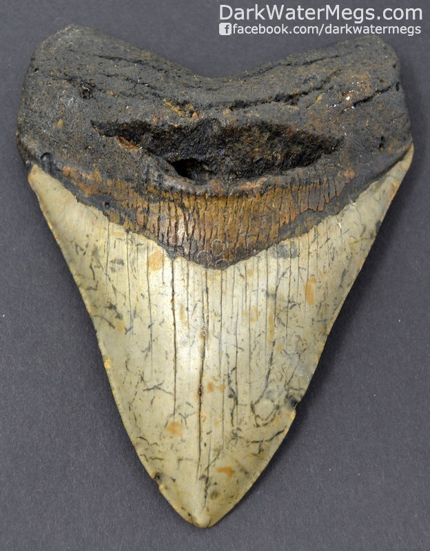 4.89" Golden bourlette megalodon tooth