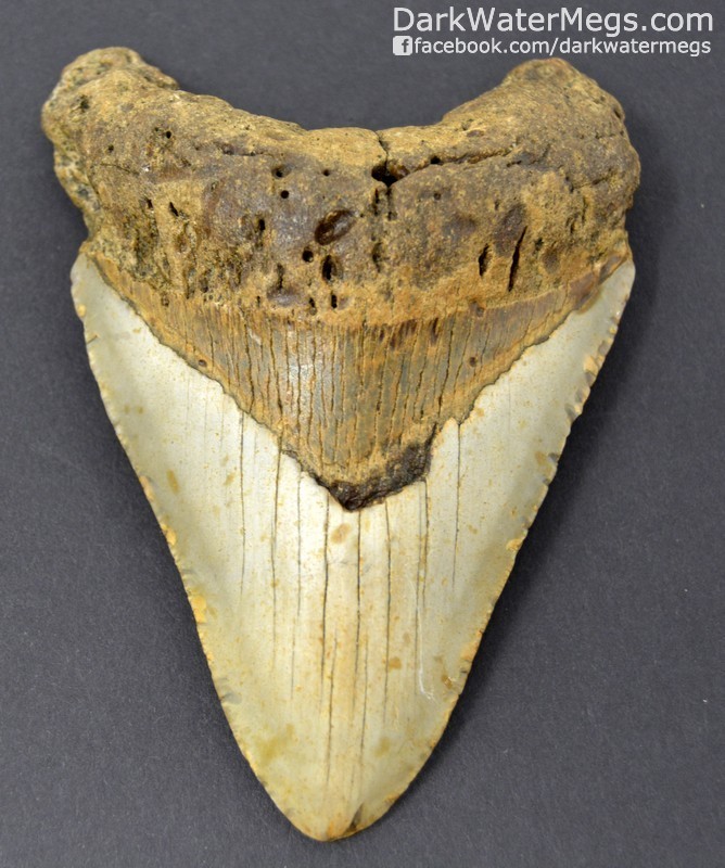 4.77&quot; Gold and tan megalodon tooth