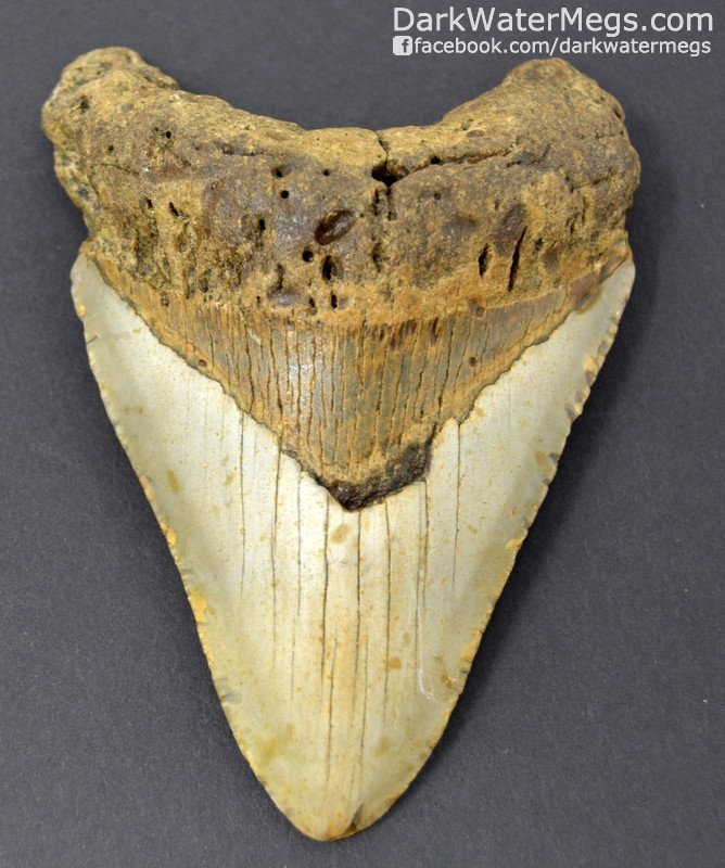 4.77" Gold and tan megalodon tooth