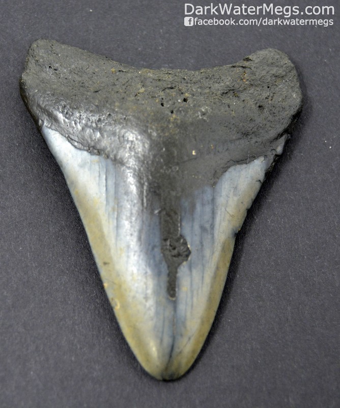2.79" Worn Megalodon Tooth