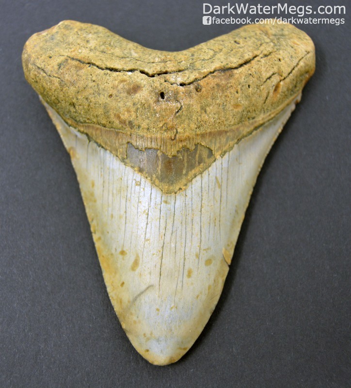 4.37" Light gold and blond Megalodon Tooth