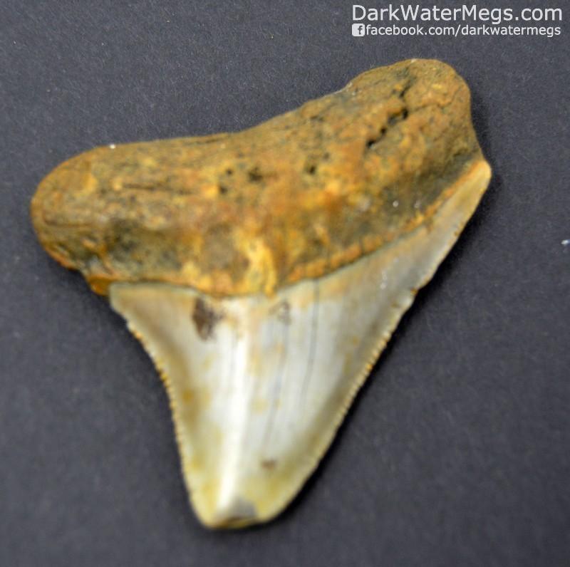 2.19" Small megalodon tooth