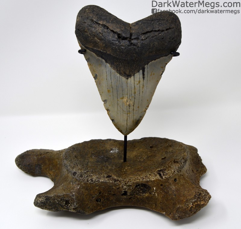5.53" Megalodon mounted on fossil whale vertebra