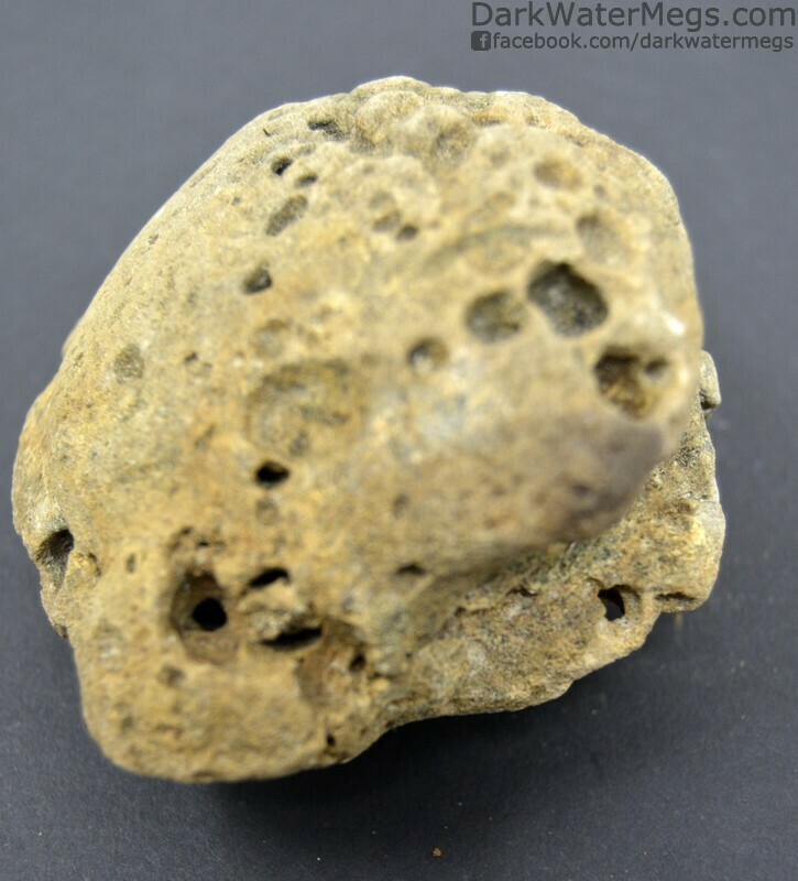 3.61&quot; Fossilized Bivalve Center or &quot;Fossil Clam Core&quot; Clam Bore Holes