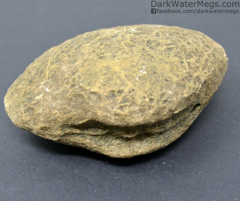 3.84&quot; Fossilized Bivalve Center or &quot;Fossil Clam Core&quot; Clam Bore Holes