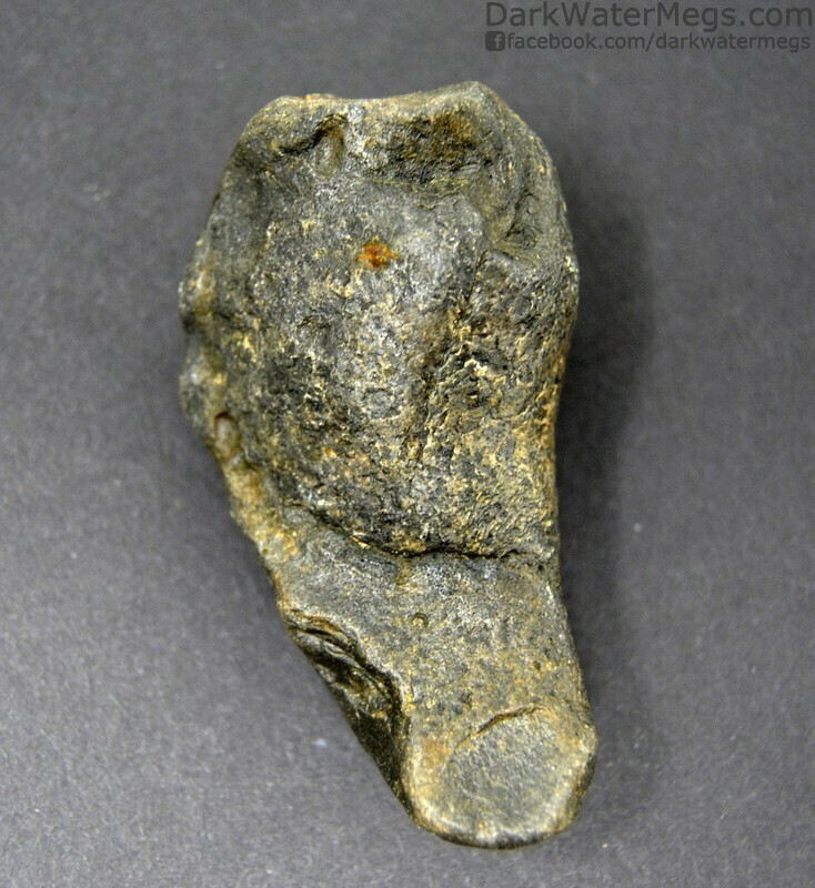 2.80&quot; Dark Whale Inner Ear Bone Fossil