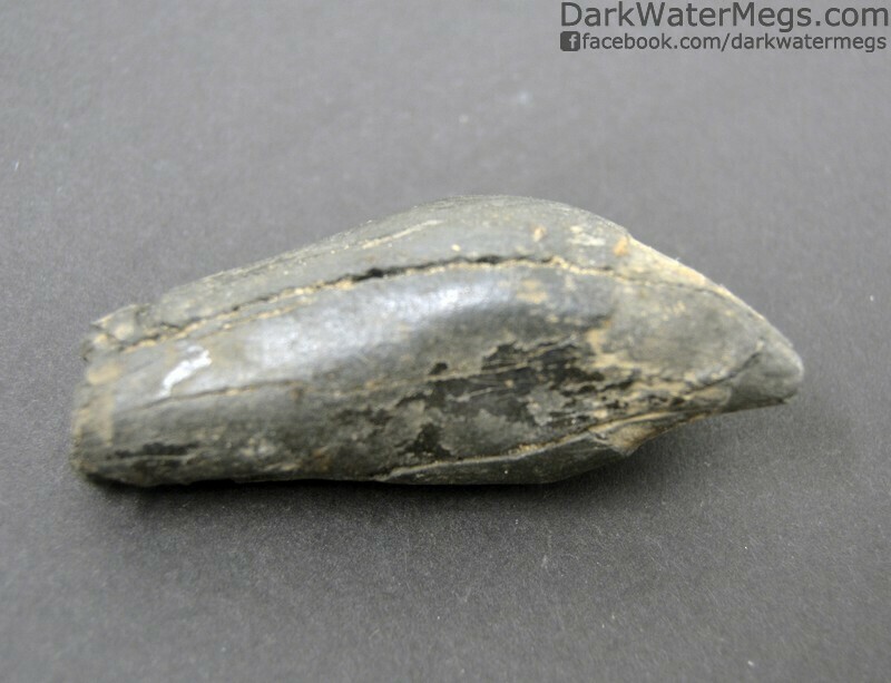2.89" Full Fossil Whale Tooth With Great Tip