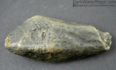 3.86" Ringed fossil whale tooth