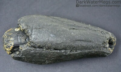 4.83" Large dark fossil whale tooth
