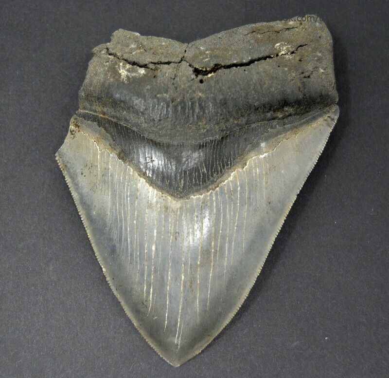 4.80&quot; Large sharp megalodon tooth