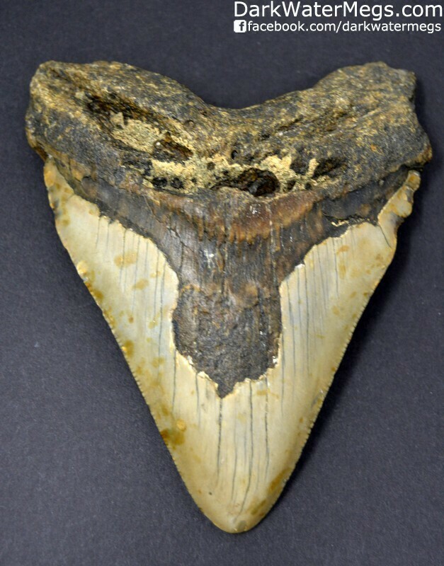 4.35" Wide megalodon tooth