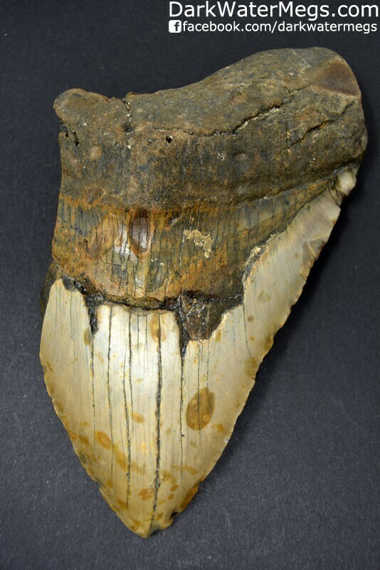 5.92" Giant Megalodon Tooth
