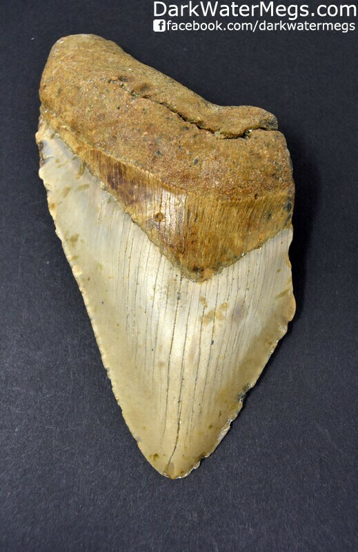 5.68" Large orange and tan megalodon tooth