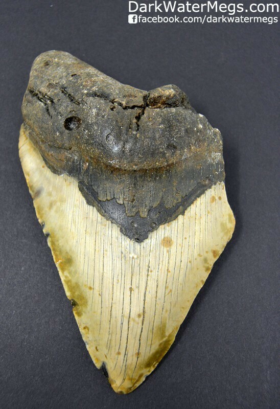 5.95" Huge megalodon tooth