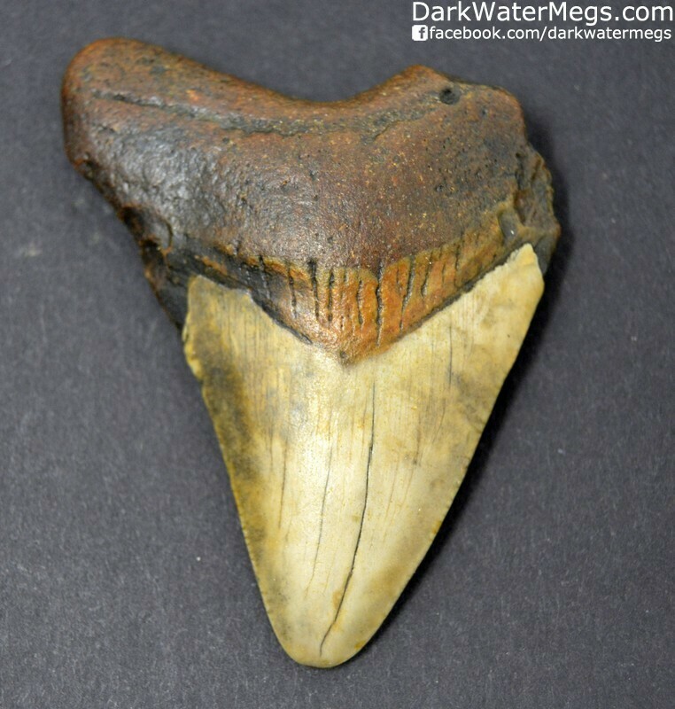 2.49" Red and orange megalodon tooth