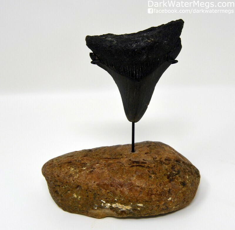 2.64" Black megalodon on a fossil whale inner ear bone stand.