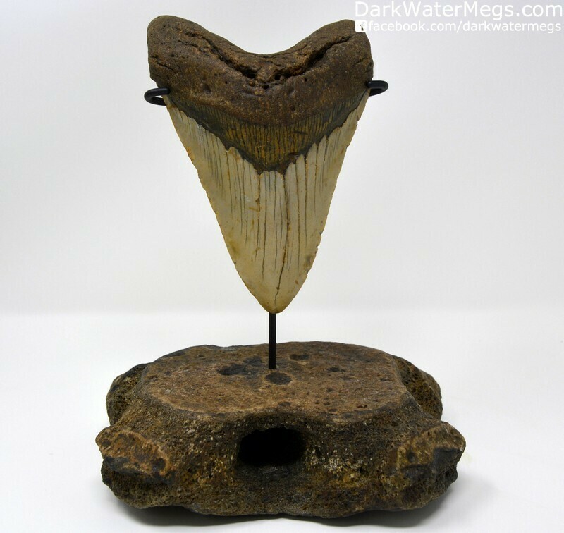 5.32" Brown and tan megalodon tooth on a fossil whale rib stand