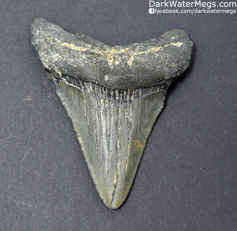 2.40" Marked Megalodon Shark Tooth