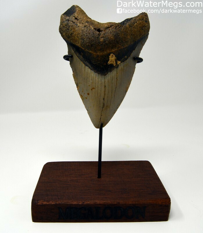 4.72" megalodon tooth
