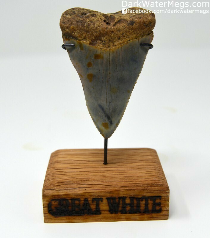 2.50&quot; Giant Fossilized Great White Tooth