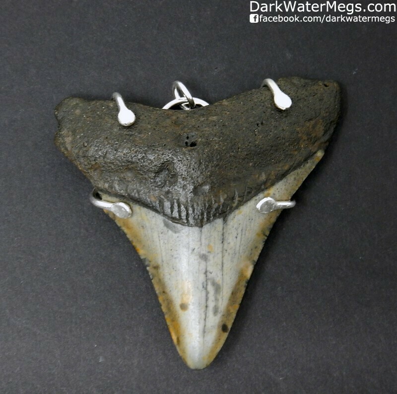 2.73" Megalodon With Sterling Silver Necklace Mount