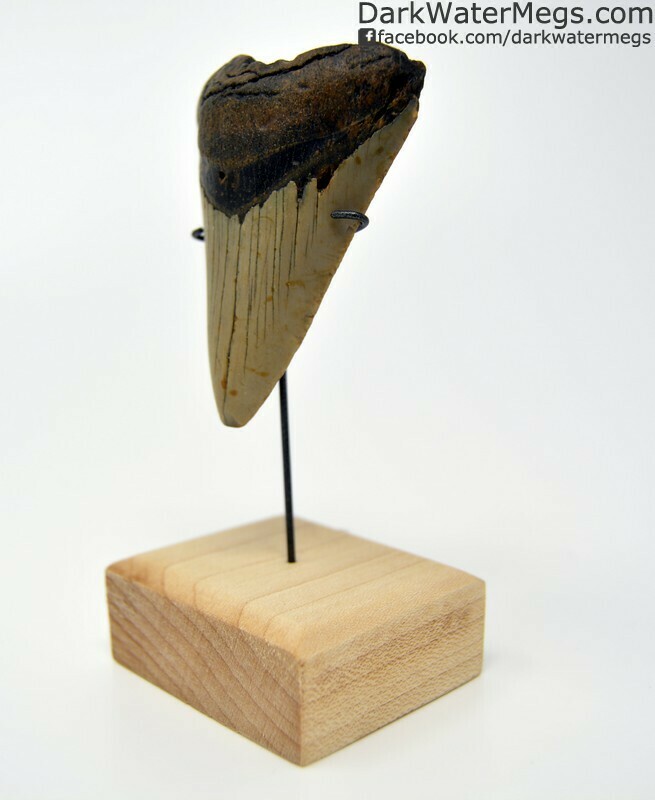 2.83" Megalodon tooth on custom stand