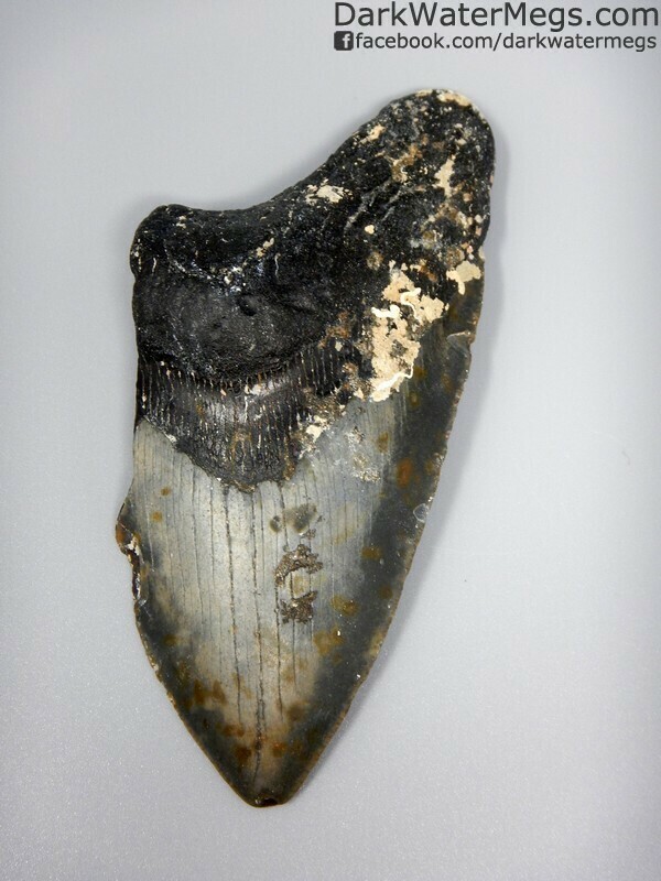 4.90" Large uncleaned megalodon tooth