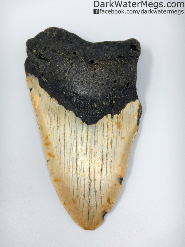 5.18" Large tan and black megalodon tooth