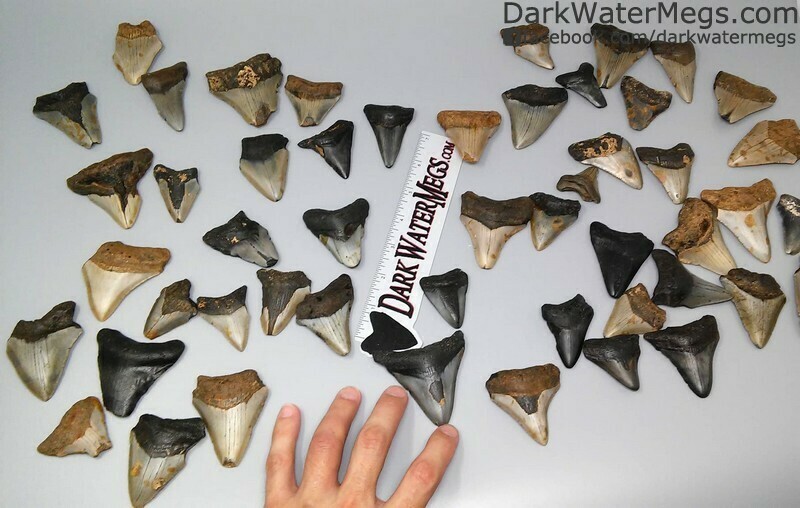 Small megalodon tooth lot
