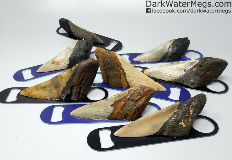 Megalodon Bottle Opener Blue or Black
