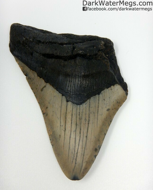 4.10" Bargain megalodon tooth