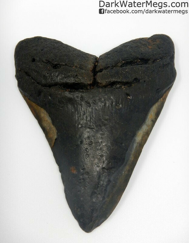 5.44" Worn megalodon tooth