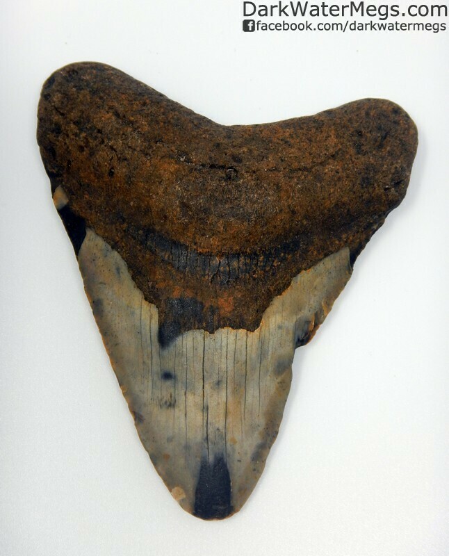 4.15" Orange root megalodon tooth