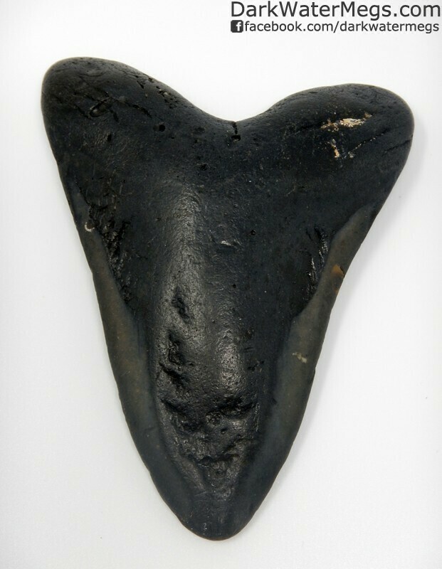 5.27" Large dark megalodon tooth