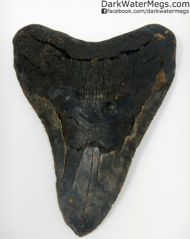 5.74" Big megalodon tooth