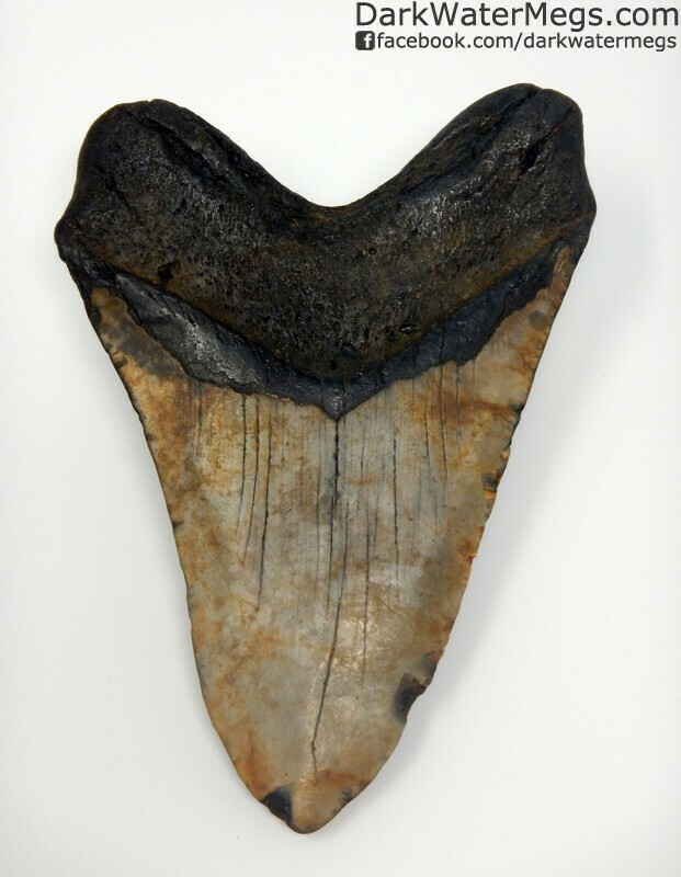 5.63" Very large megalodon tooth