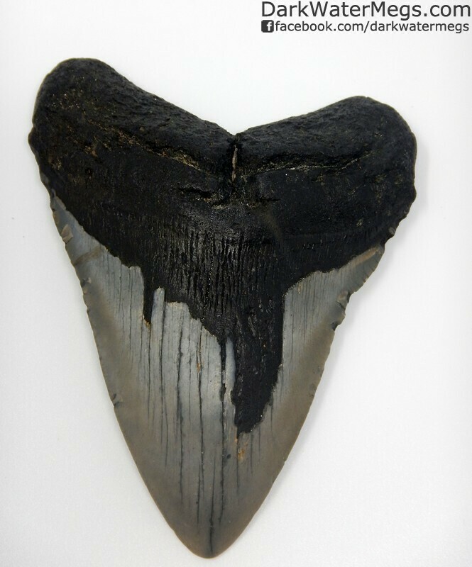 4.75" Black and grey megalodon tooth