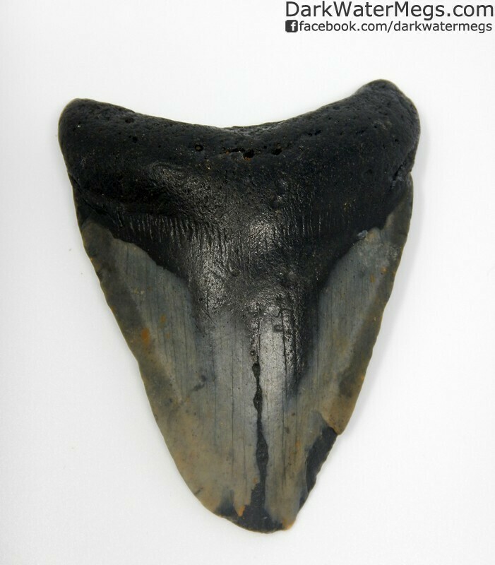 3.70" Compression fracture megalodon tooth