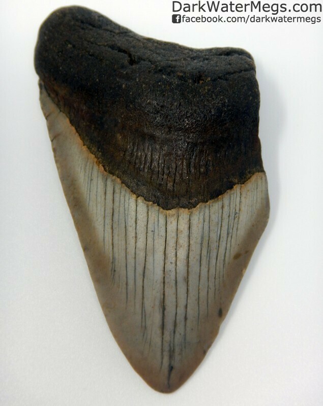 3.80" Beautiful blade megalodon tooth