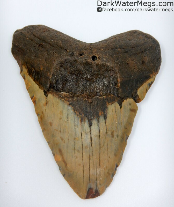 5.54" Extra large extra wide megalodon tooth