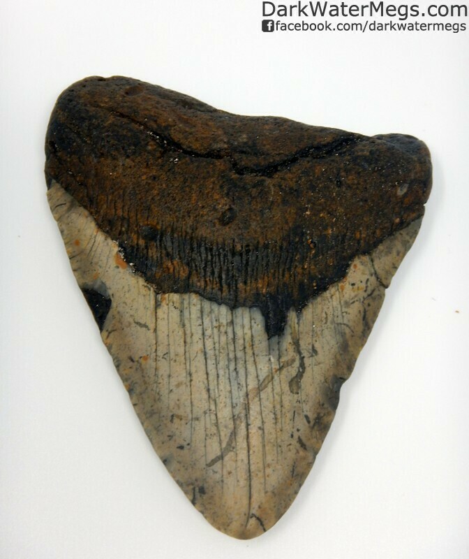 4.42" Very wide megalodon tooth