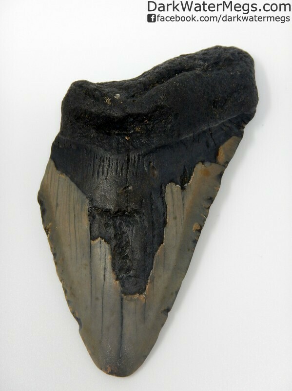 4.52" Light blade megalodon tooth